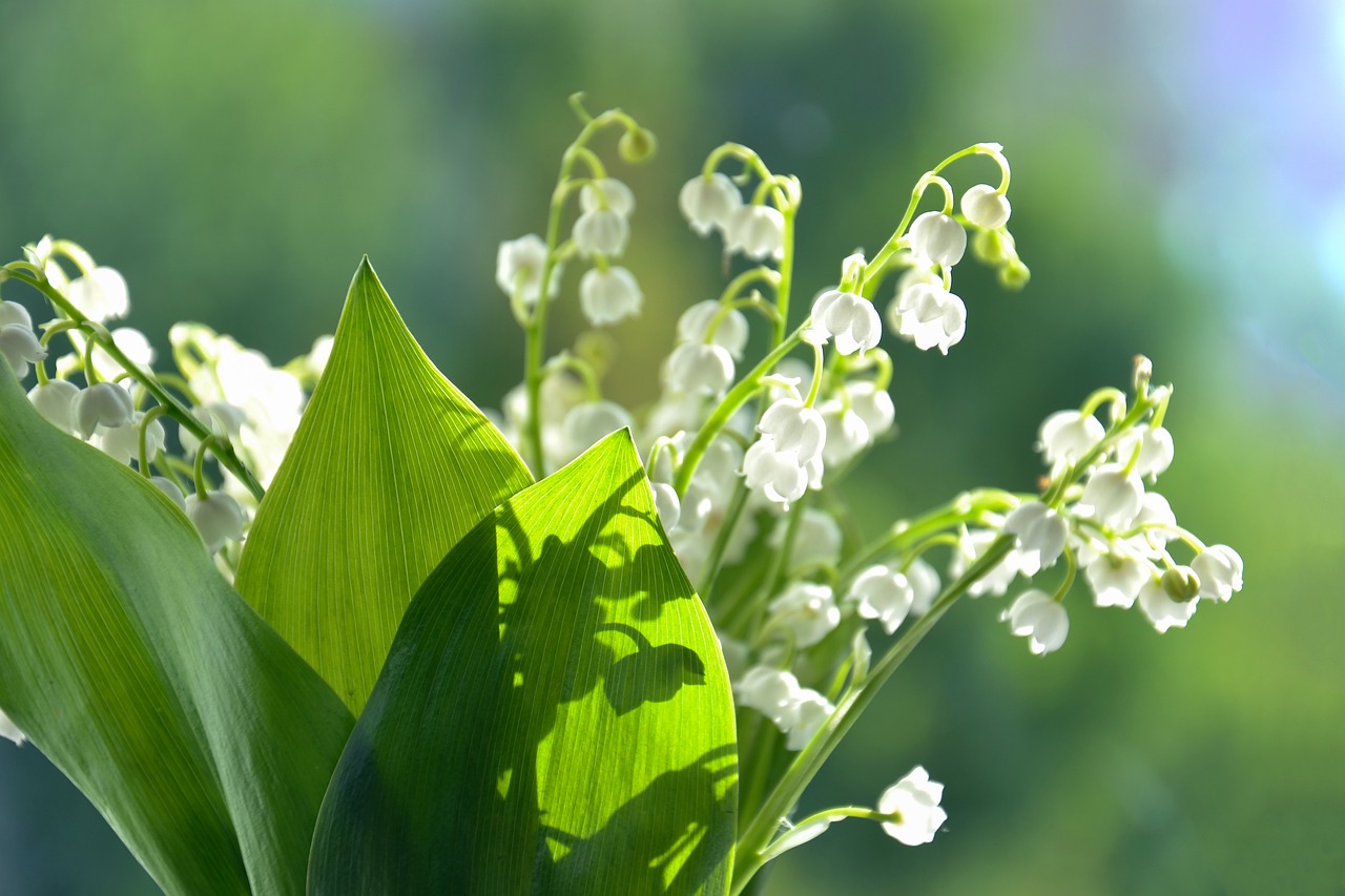lilies of the valley, flowers, summer